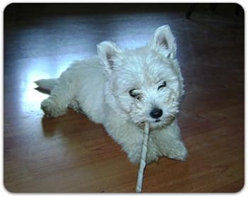 Dog Chloe playing with a treat